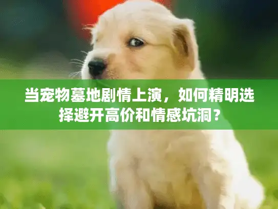 当宠物墓地剧情上演，如何精明选择避开高价和情感坑洞？