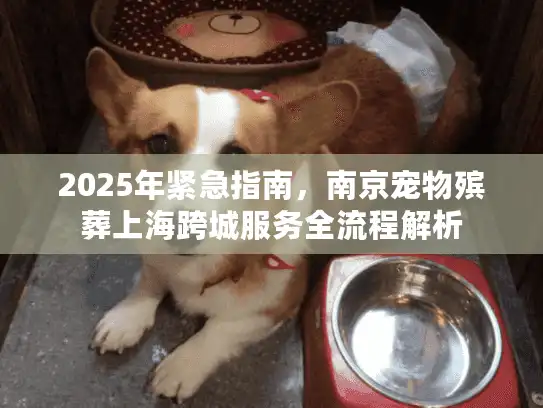2025年紧急指南，南京宠物殡葬上海跨城服务全流程解析