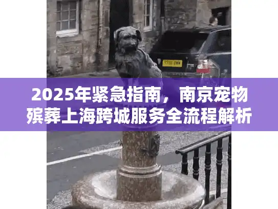 2025年紧急指南，南京宠物殡葬上海跨城服务全流程解析