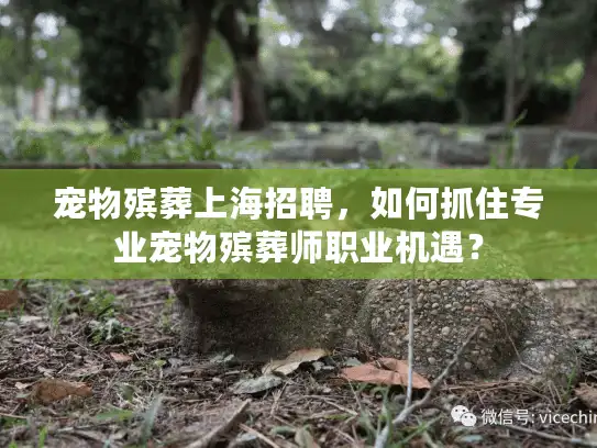 宠物殡葬上海招聘，如何抓住专业宠物殡葬师职业机遇？