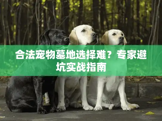合法宠物墓地选择难？专家避坑实战指南
