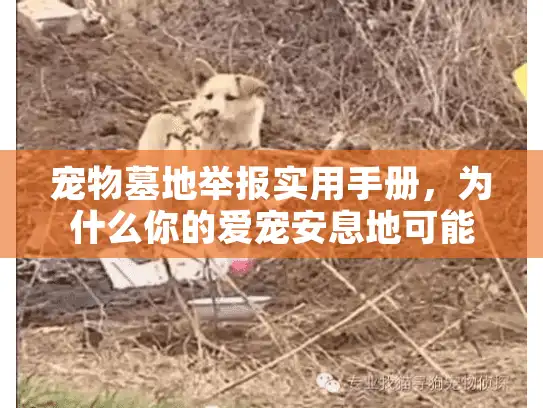 宠物墓地举报实用手册，为什么你的爱宠安息地可能违法？