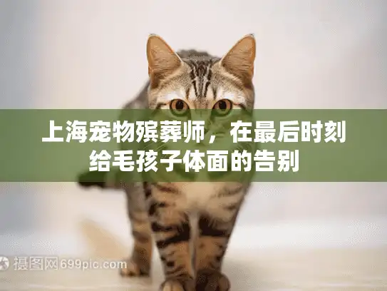 上海宠物殡葬师，在最后时刻给毛孩子体面的告别