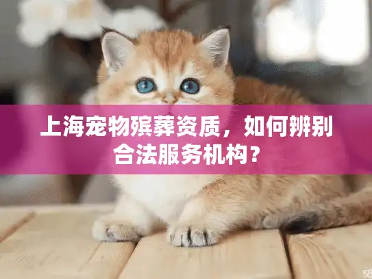 上海宠物殡葬资质，如何辨别合法服务机构？