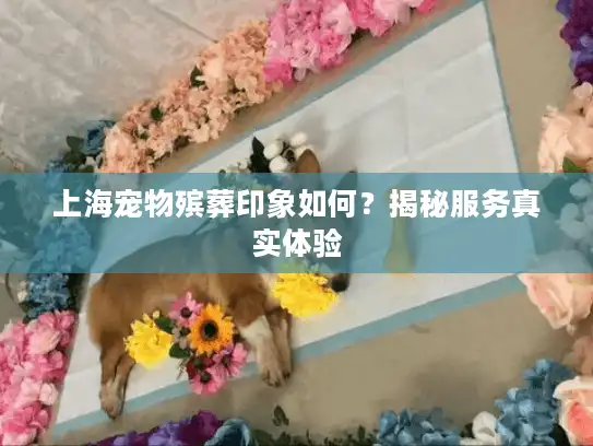 上海宠物殡葬印象如何？揭秘服务真实体验