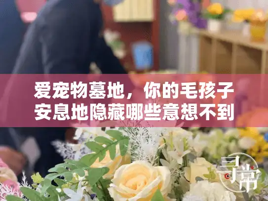 爱宠物墓地，你的毛孩子安息地隐藏哪些意想不到的风险？