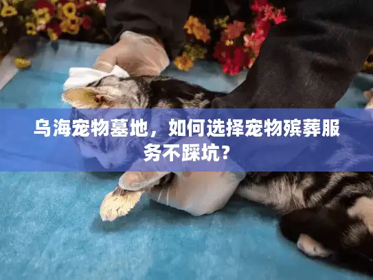 乌海宠物墓地，如何选择宠物殡葬服务不踩坑？