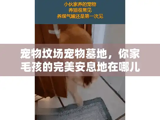宠物坟场宠物墓地，你家毛孩的完美安息地在哪儿找得到？