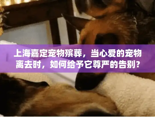 上海嘉定宠物殡葬，当心爱的宠物离去时，如何给予它尊严的告别？