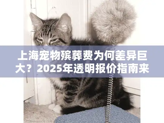 上海宠物殡葬费为何差异巨大？2025年透明报价指南来了