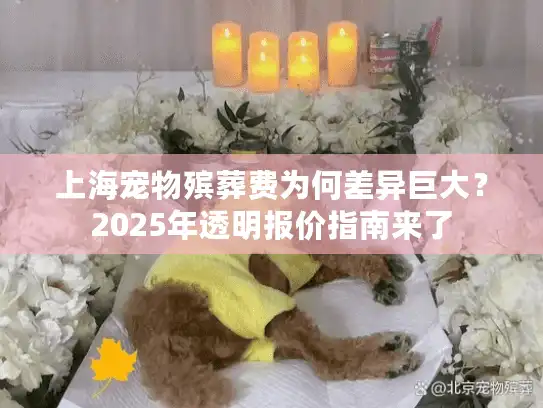 上海宠物殡葬费为何差异巨大？2025年透明报价指南来了