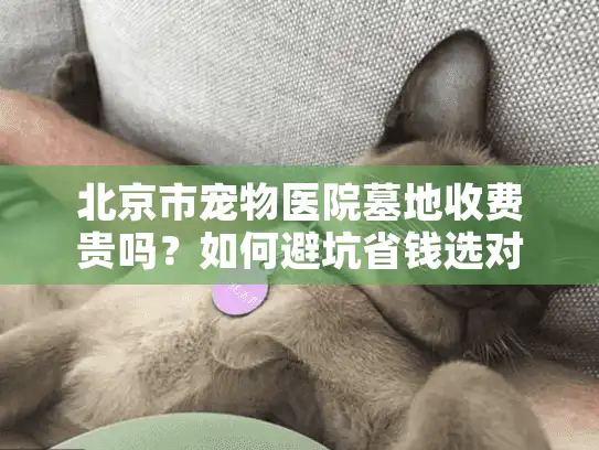 北京市宠物医院墓地收费贵吗？如何避坑省钱选对服务