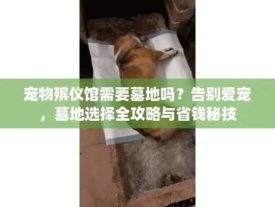 宠物殡仪馆需要墓地吗？告别爱宠，墓地选择全攻略与省钱秘技