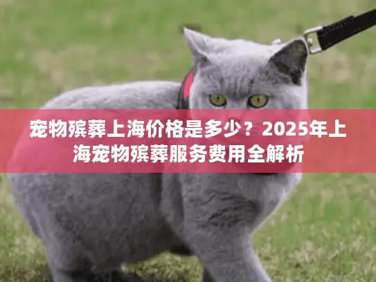 宠物殡葬上海价格是多少？2025年上海宠物殡葬服务费用全解析