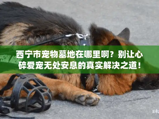 西宁市宠物墓地在哪里啊？别让心碎爱宠无处安息的真实解决之道！