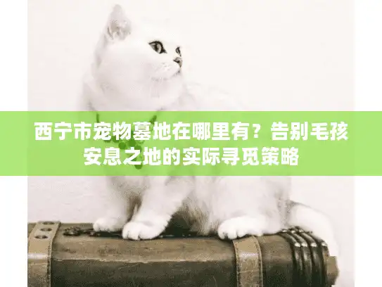 西宁市宠物墓地在哪里有？告别毛孩安息之地的实际寻觅策略