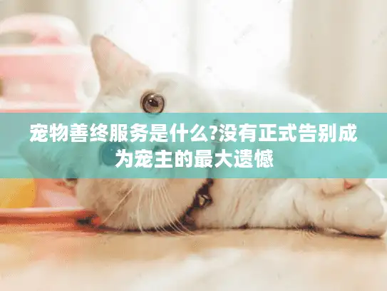 宠物善终服务是什么?没有正式告别成为宠主的最大遗憾