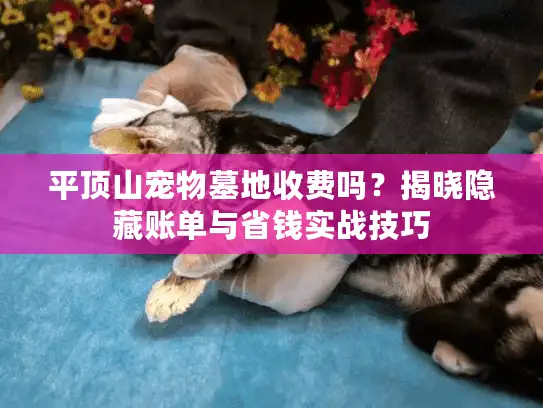 平顶山宠物墓地收费吗？揭晓隐藏账单与省钱实战技巧
