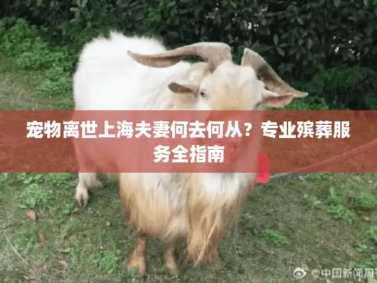 宠物离世上海夫妻何去何从？专业殡葬服务全指南