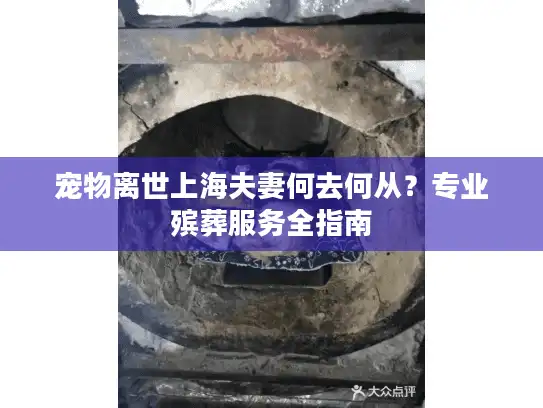 宠物离世上海夫妻何去何从？专业殡葬服务全指南