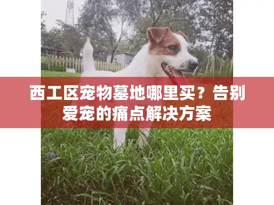 西工区宠物墓地哪里买？告别爱宠的痛点解决方案