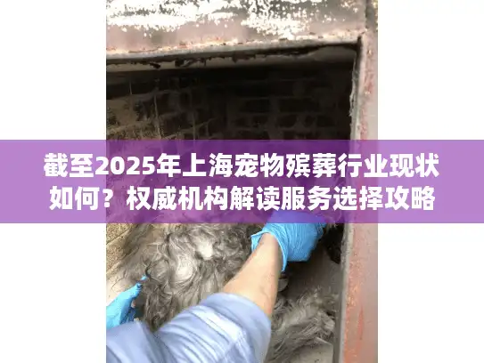 截至2025年上海宠物殡葬行业现状如何？权威机构解读服务选择攻略