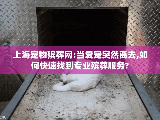 上海宠物殡葬网:当爱宠突然离去,如何快速找到专业殡葬服务?