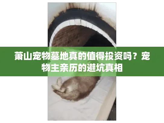 萧山宠物墓地真的值得投资吗？宠物主亲历的避坑真相