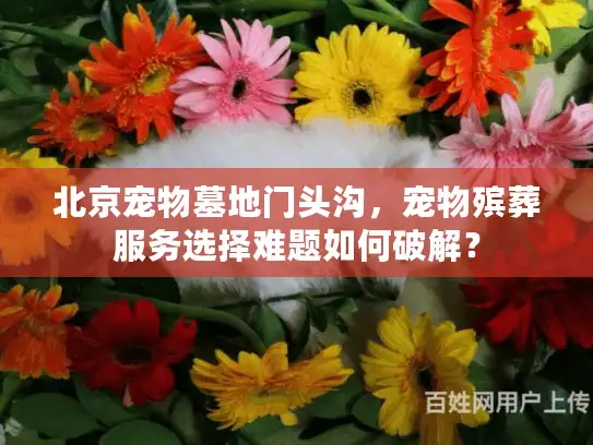 北京宠物墓地门头沟，宠物殡葬服务选择难题如何破解？