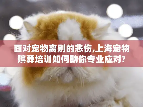 面对宠物离别的悲伤,上海宠物殡葬培训如何助你专业应对?