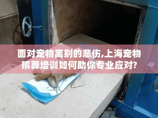 面对宠物离别的悲伤,上海宠物殡葬培训如何助你专业应对?