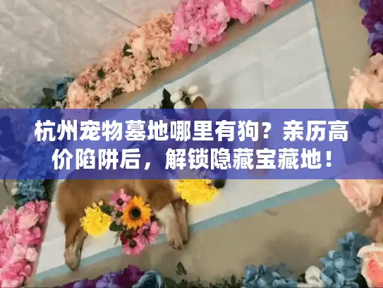 杭州宠物墓地哪里有狗？亲历高价陷阱后，解锁隐藏宝藏地！