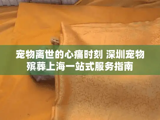 宠物离世的心痛时刻 深圳宠物殡葬上海一站式服务指南