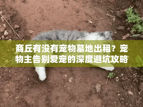 商丘有没有宠物墓地出租？宠物主告别爱宠的深度避坑攻略