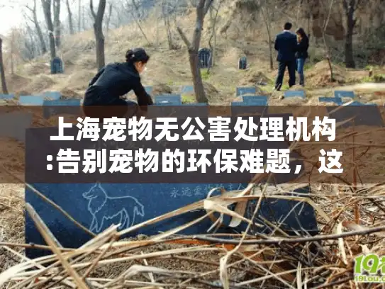 上海宠物无公害处理机构:告别宠物的环保难题，这里有完美解决方案