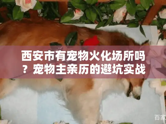 西安市有宠物火化场所吗？宠物主亲历的避坑实战