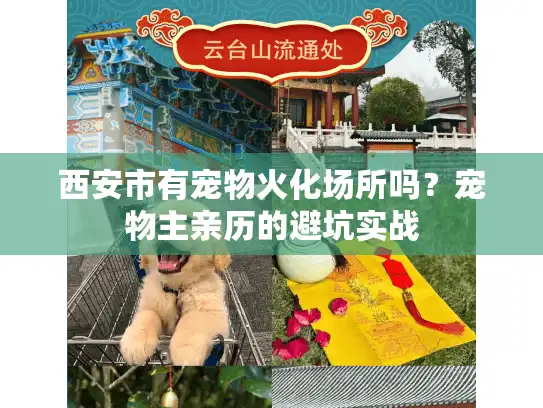 西安市有宠物火化场所吗？宠物主亲历的避坑实战