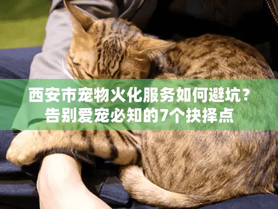 西安市宠物火化服务如何避坑？告别爱宠必知的7个抉择点