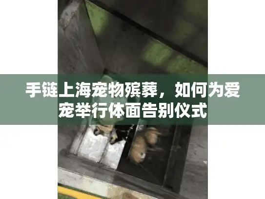 手链上海宠物殡葬，如何为爱宠举行体面告别仪式