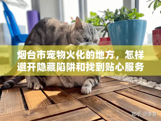 烟台市宠物火化的地方，怎样避开隐藏陷阱和找到贴心服务？
