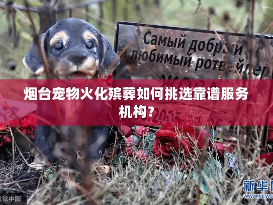 烟台宠物火化殡葬如何挑选靠谱服务机构？