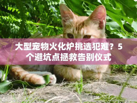 大型宠物火化炉挑选犯难？5个避坑点拯救告别仪式
