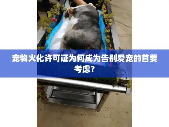 宠物火化许可证为何成为告别爱宠的首要考虑？