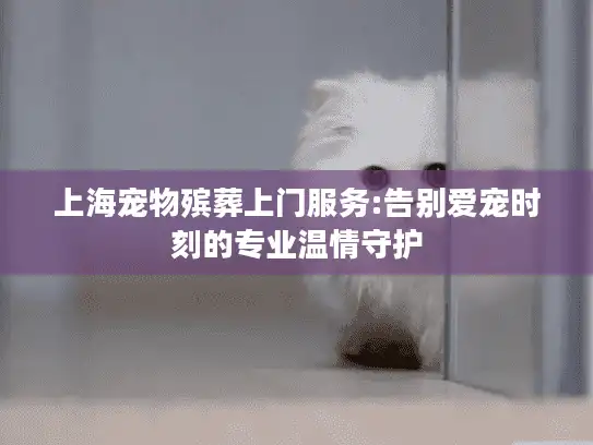 上海宠物殡葬上门服务:告别爱宠时刻的专业温情守护