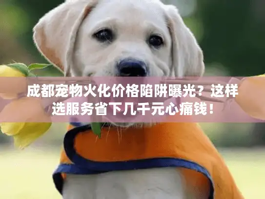成都宠物火化价格陷阱曝光？这样选服务省下几千元心痛钱！