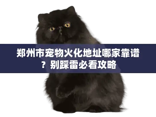 郑州市宠物火化地址哪家靠谱？别踩雷必看攻略