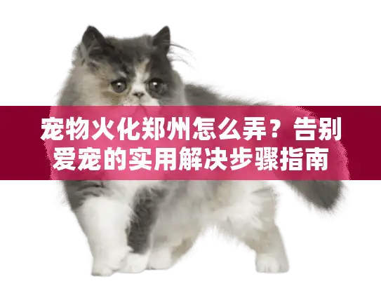 宠物火化郑州怎么弄？告别爱宠的实用解决步骤指南
