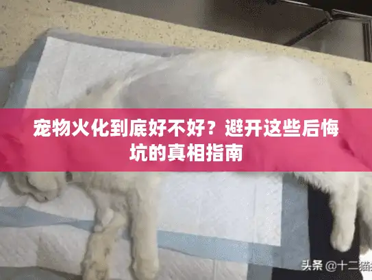 宠物火化到底好不好？避开这些后悔坑的真相指南