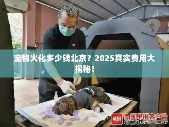 宠物火化多少钱北京？2025真实费用大揭秘！