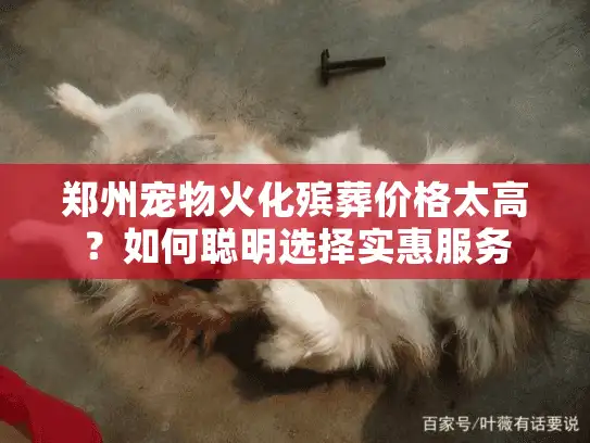 郑州宠物火化殡葬价格太高？如何聪明选择实惠服务